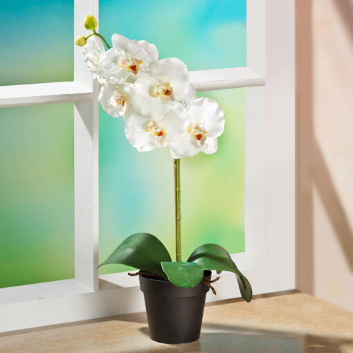 Orchidee im Topf , vanilleweiß