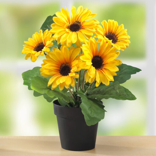 Gerbera im Topf, gelb