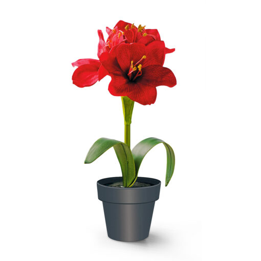 Amaryllis im Topf
